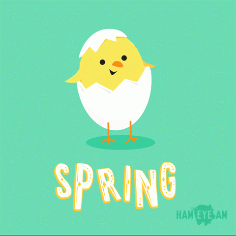 spring chick