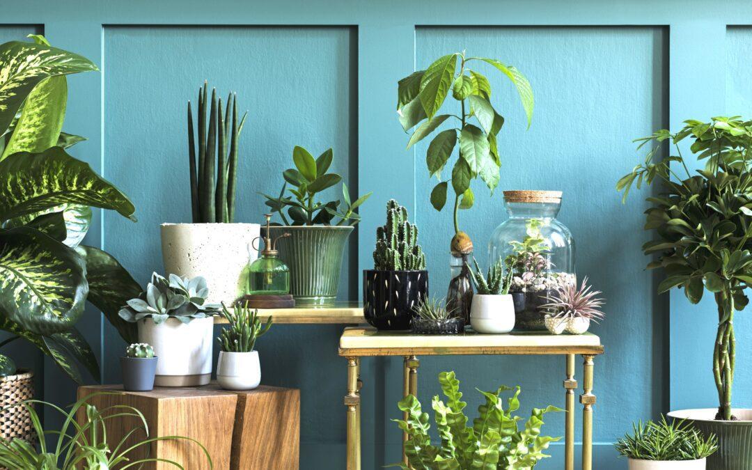 houseplants